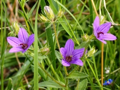 Campanula stellaris