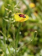 Zygaena graslini