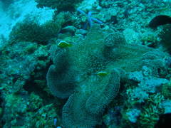 Amphiprion sandaracinos