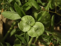 Anthyllis circinnata