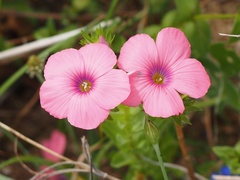 Linum pubescens