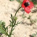 Rough Poppy - Photo (c) Yael Orgad, some rights reserved (CC BY-NC), uploaded by Yael Orgad