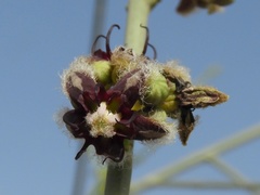 Periploca aphylla