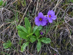 Primula cusickiana