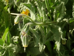 Podonosma orientalis