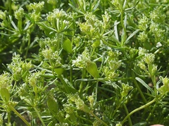 Pteranthus dichotomus