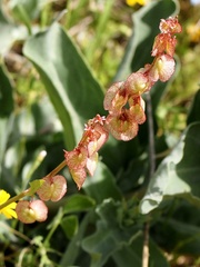 Rumex cyprius