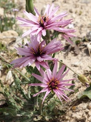 Pseudopodospermum papposum