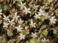 Sedum rubens