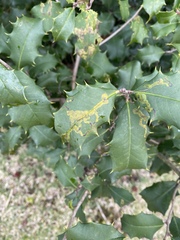 Phytomyza ilicis group