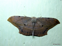 Dalima schistacearia