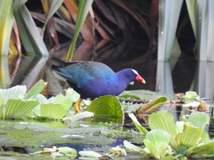 Porphyrio martinica