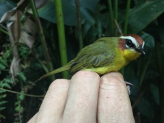 Basileuterus delattrii
