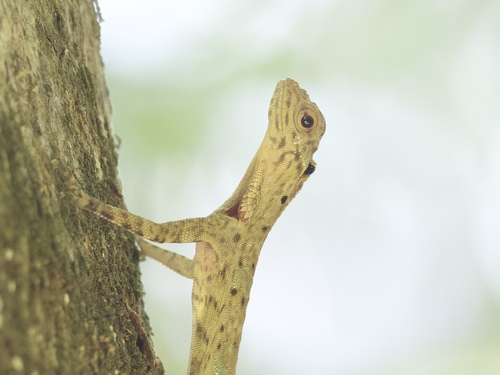 Draco taeniopterus, 2026-04-24