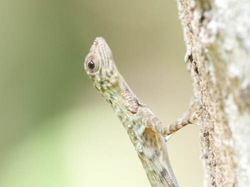 Draco taeniopterus, 2026-04-24