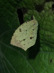 Abaeis salome jamapa