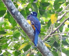 Trogon melanocephalus