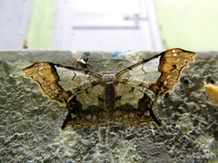 Krananda semihyalina