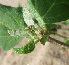 Atriplex nudicaulis
