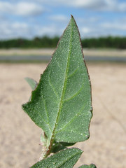 Atriplex nudicaulis