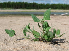 Atriplex nudicaulis