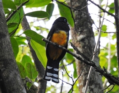 Trogon melanocephalus