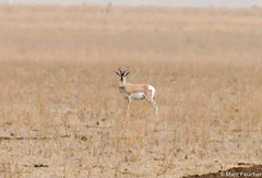 Nanger soemmerringii