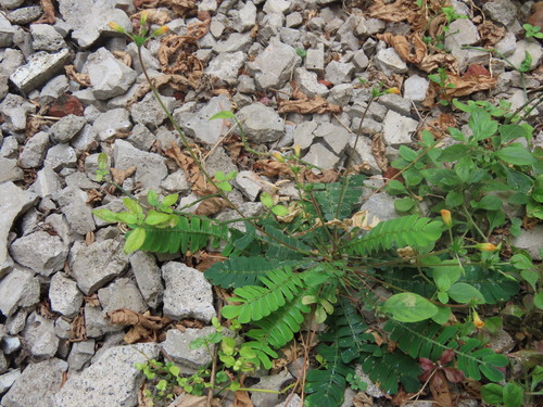 Biophytum sensitivum, photograph 3