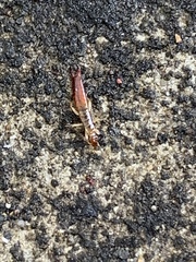 Euborellia annulipes