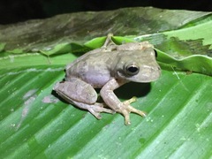 Ptychohyla hypomykter