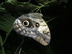 Caligo telamonius memnon