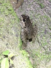 Craugastor laevissimus