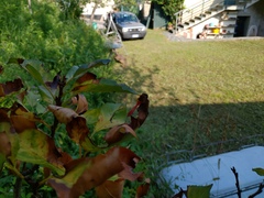 Sympetrum sanguineum