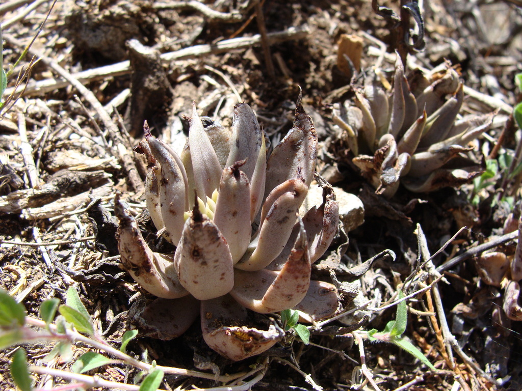 Echeveria bifida Schltdl.