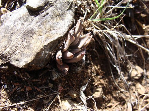 Echeveria bifida
