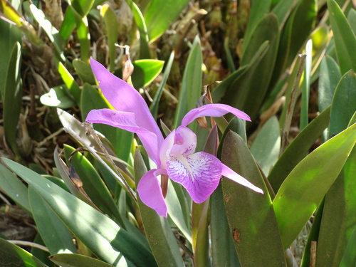Laelia speciosa, photograph 5