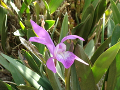 Laelia speciosa, photograph (c) Alexis López Hernández, some rights reserved (CC BY)