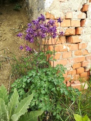 Aquilegia vulgaris