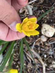 Narcissus minor