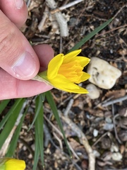 Narcissus minor
