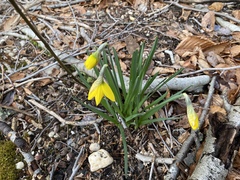 Narcissus minor
