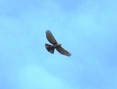 Buteo plagiatus