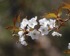Prunus jamasakura