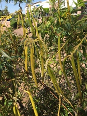 Tecoma stans
