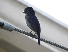 Pachyramphus aglaiae