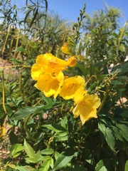 Tecoma stans