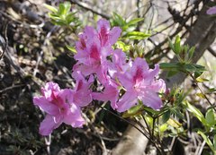 Rhododendron macrosepalum