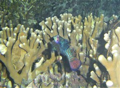 Synchiropus splendidus