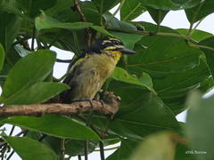 Pogoniulus atroflavus