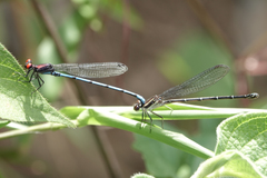 Argia cupraurea